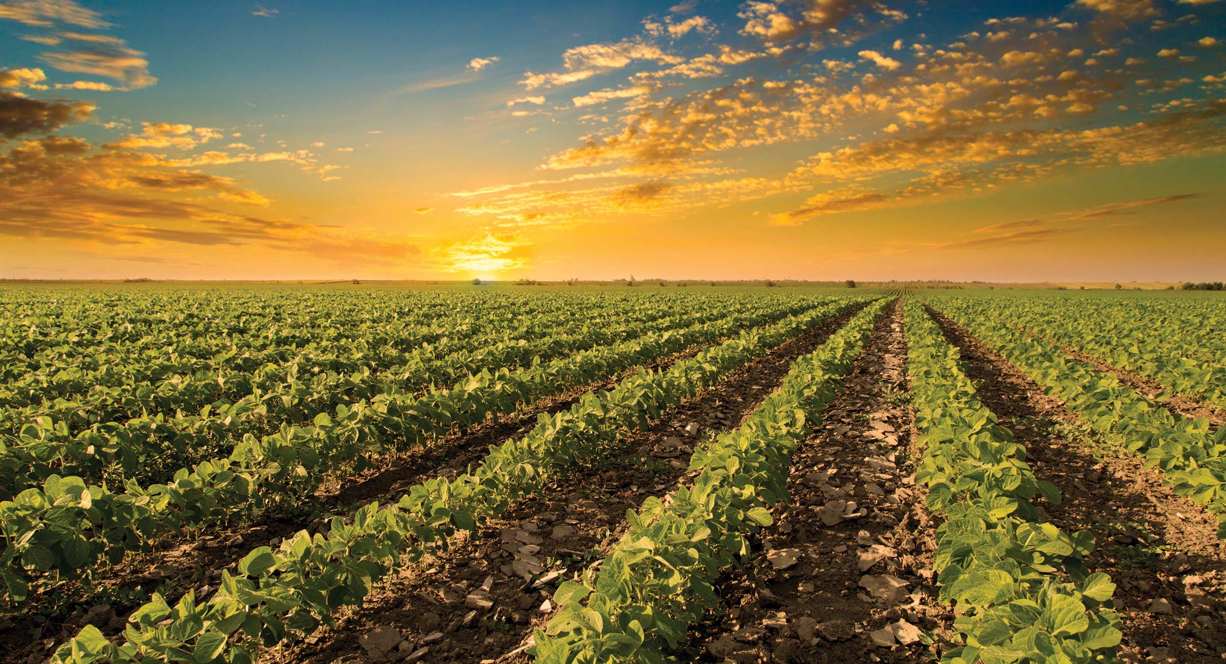 Agriculture trade. Сельское хозяйство Теннесси. Агрокультура морская. Агрокультура изо. Agro field.