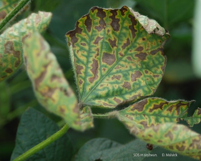 Assistance Requested With Plant Sample Collection To Study Soybean Sds 