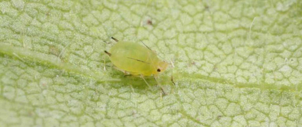 MN soybean aphids research MSRPC David Kee