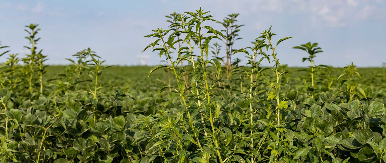 waterhemp, MSRPC, Liberty, pest, big bad wolf