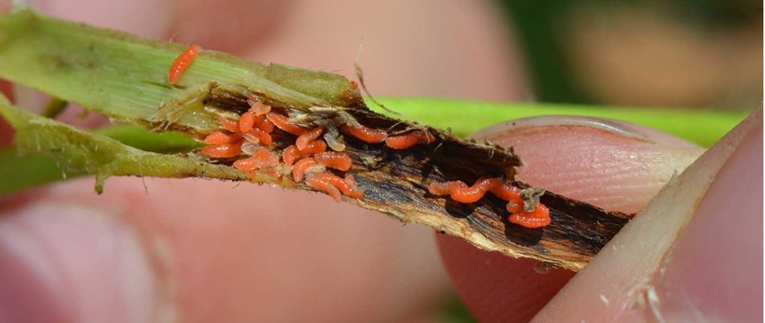 Soybean Gall Midge, MSRPC, Council, Pests, Soybean research