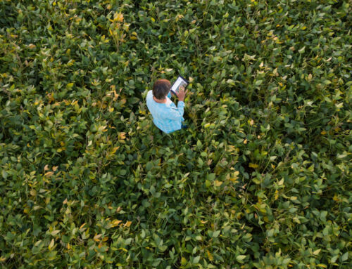 Minnesota Soybean Research & Promotion Council seeking research proposals