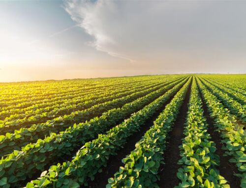 Soybean frost risk in Minnesota: Know your crop stage