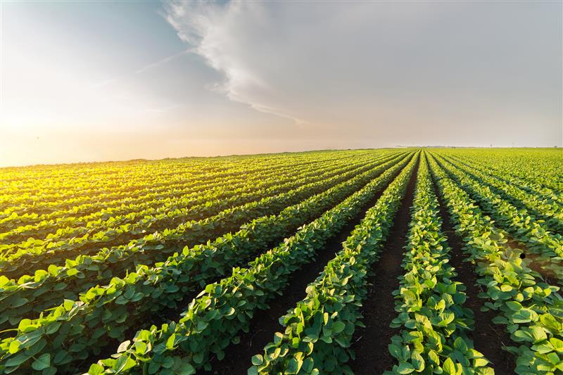 Soybean field 1