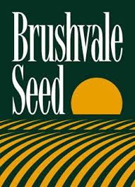 Brushvale-Seed