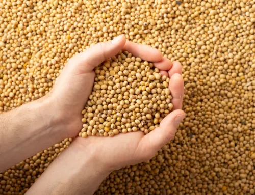 Storing soy: Tips on keeping beans safe, dry