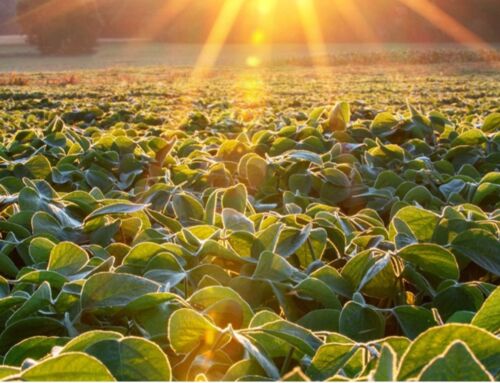 ‘Coming home’: MN Soybean welcomes new team members
