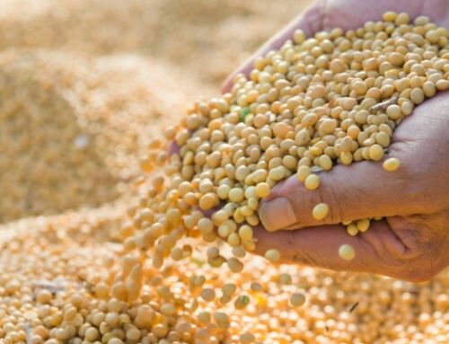 MSGA, MN Corn Growers advocacy leads MPCA to withdraw rulemaking process for pesticide treated seed disposal 