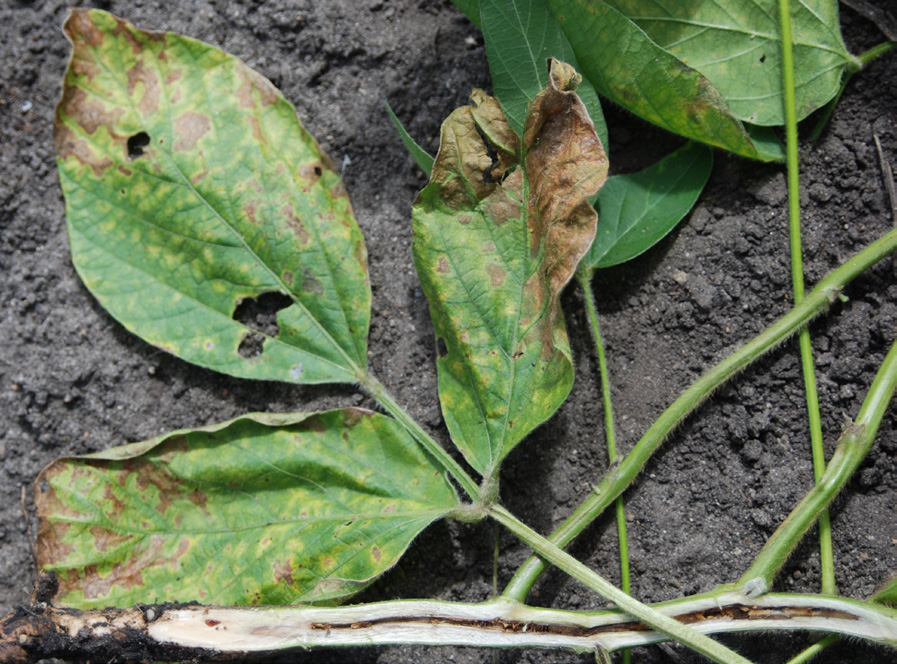 brown stem rot