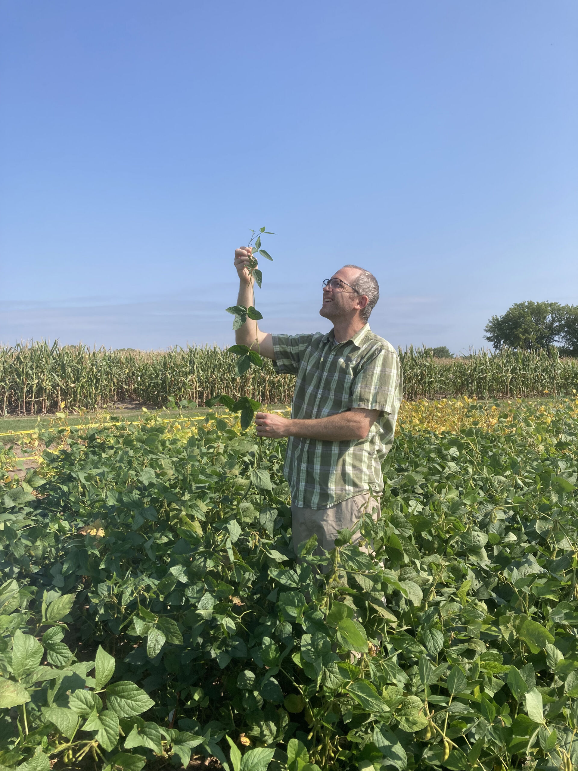 IMG_4307_Bob in field with S-locus mutant_Sept 2022 Robert Stupar examining young gene-edited plants during the tissue culture stage.