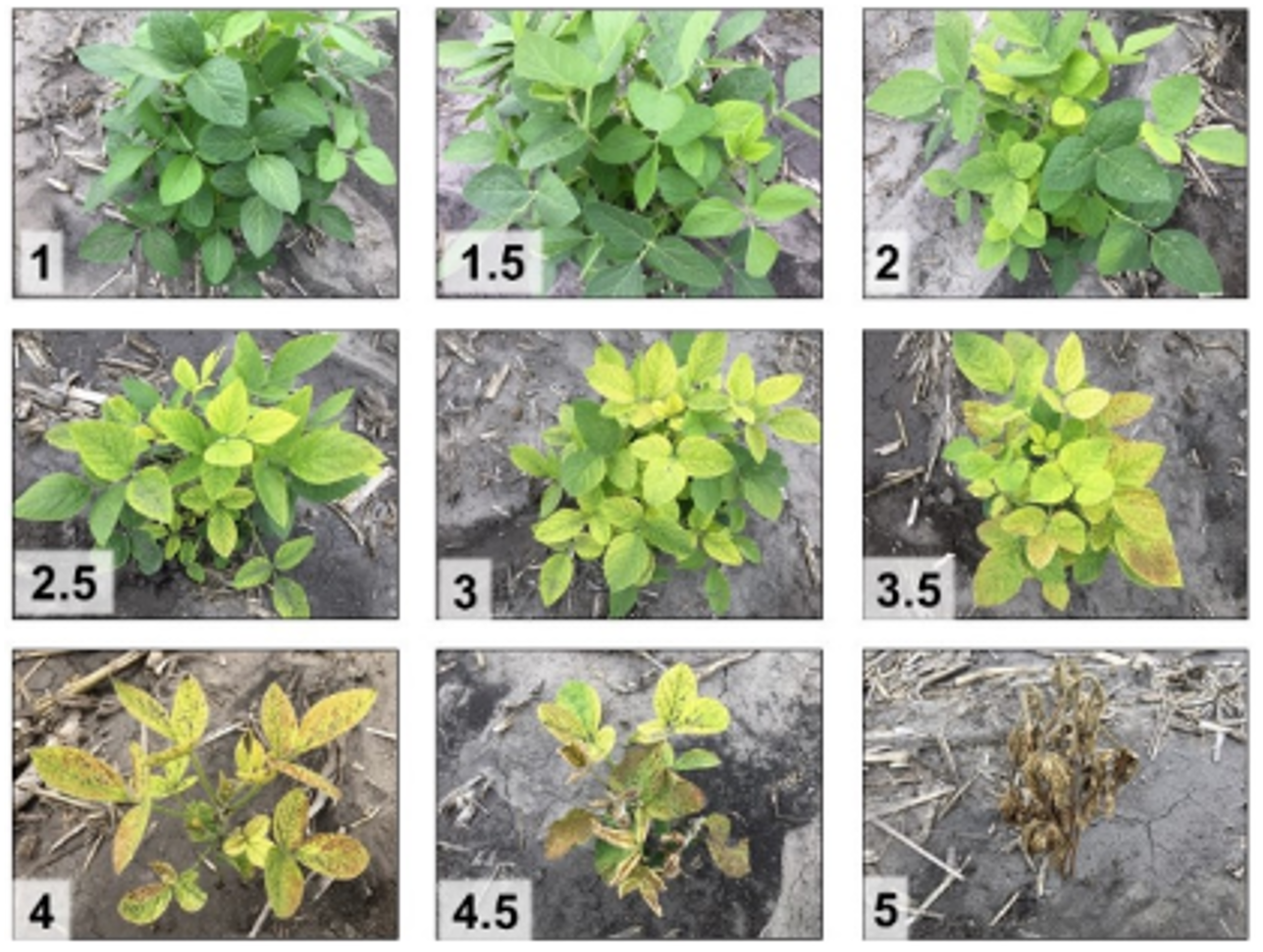 Iron deficiency chlorosis foliar ratings scale, where a score of 1 indicates green, healthy leaf tissue and a score of 5 indicates severe symptoms leading to plant death, used to estimate foliar symptoms of IDC. Source: North Dakota State University