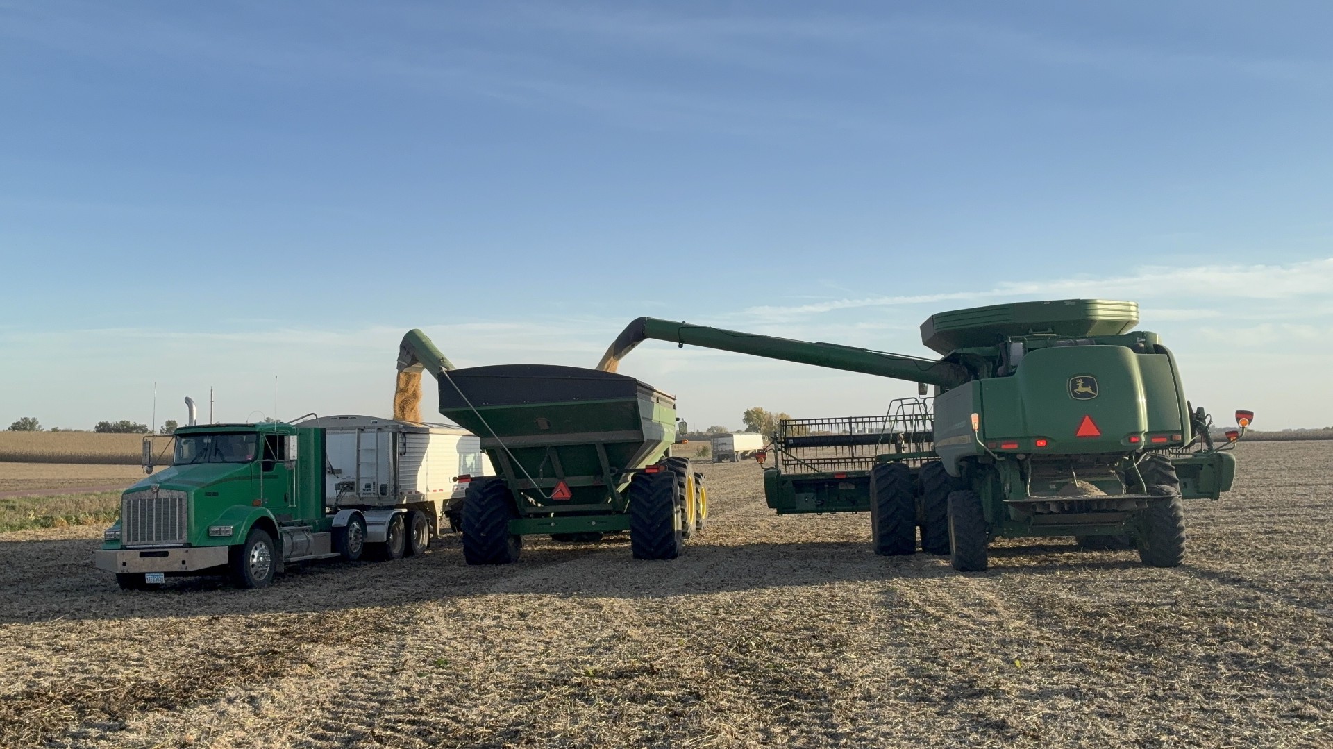 This harvest, Council Director of Research Sergio Cabello Leiva is drawing attention to Purple soybeans at harvest: Seed quality, USDA grading and the difference from Soybeans of Other Colors.
